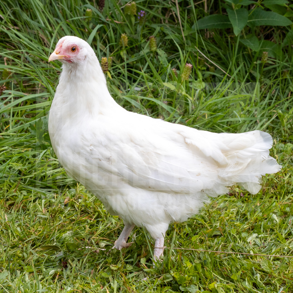 White Dorking Bantam Day Old Chicks, Gender: Female