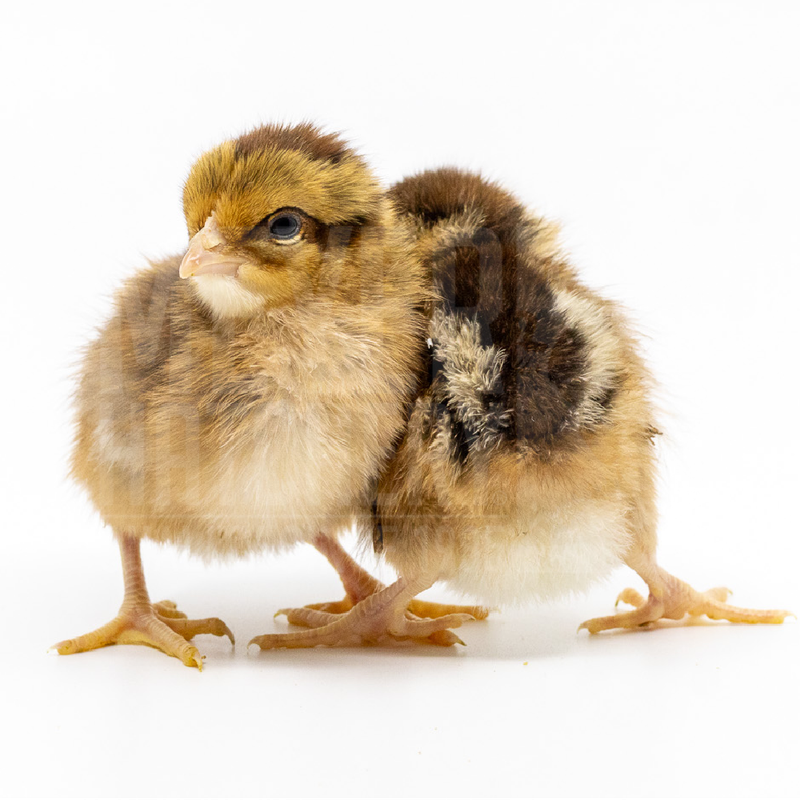 Red Dorking Bantam Day Old Chicks, Gender: Female