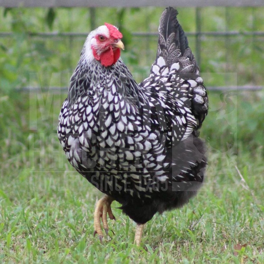 Silver Laced Wyandotte Day Old Chicks, Gender: Female