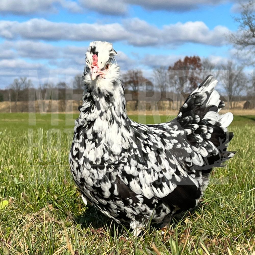 Lisa Steele&#39;s Cookies and Cream Day Old Chicks, Gender: Female