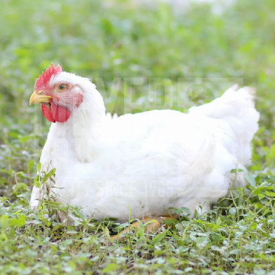 White Ranger Broiler Day Old Chicks