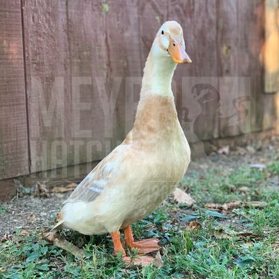 Saxony Duck Hatching Eggs