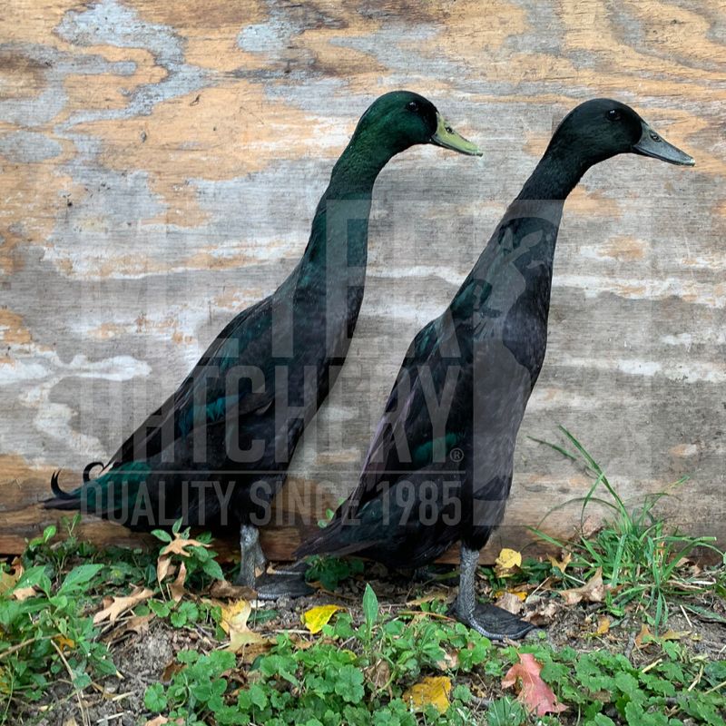 Black Runner Duck Hatching Eggs
