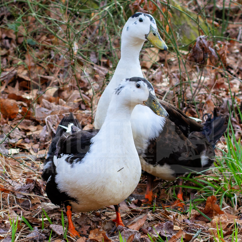 Magpie Duck Hatching Eggs