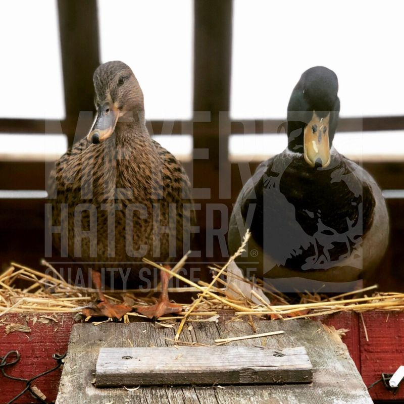 Mallard Duck Hatching Eggs
