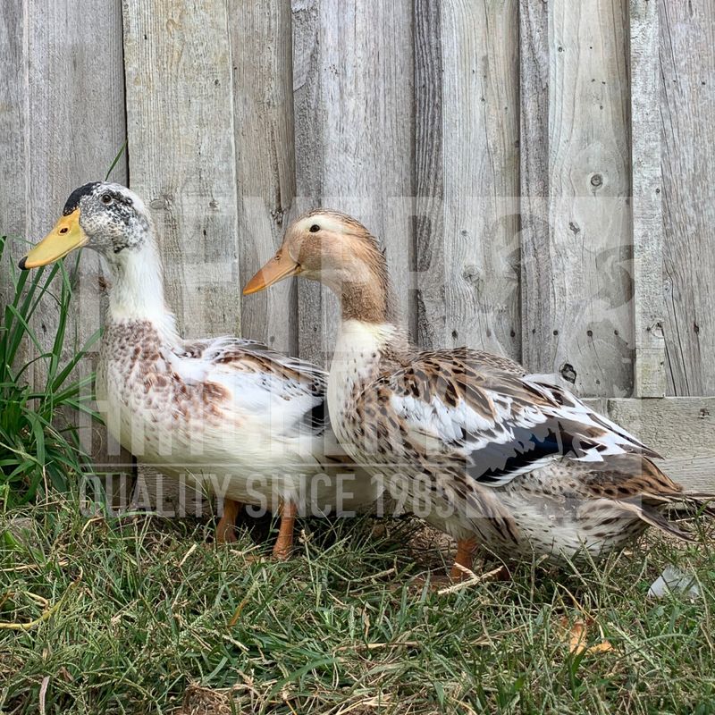 Silver Appleyard Duck Hatching Eggs