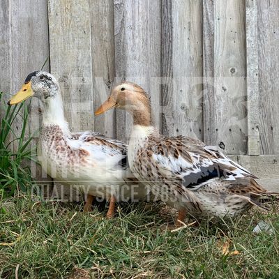 Silver Appleyard Duck Hatching Eggs