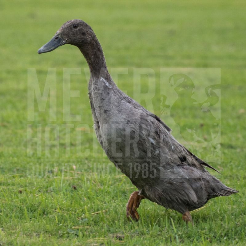 Blue Runner Duck Hatching Eggs