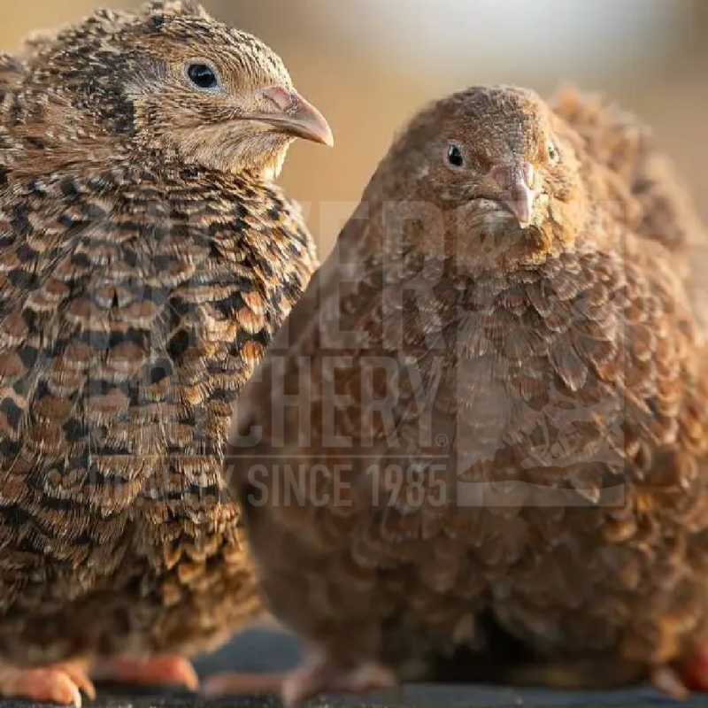 Started Celadon Quail, Straight Run Set of 10