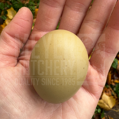Partridge Olive Egger Day Old Chicks