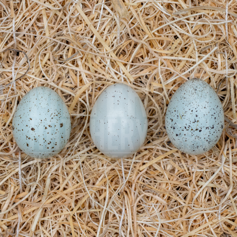 Celadon Coturnix Quail Hatching Eggs