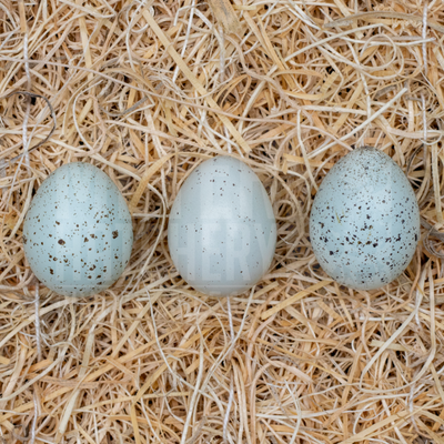 Celadon Coturnix Quail Hatching Eggs