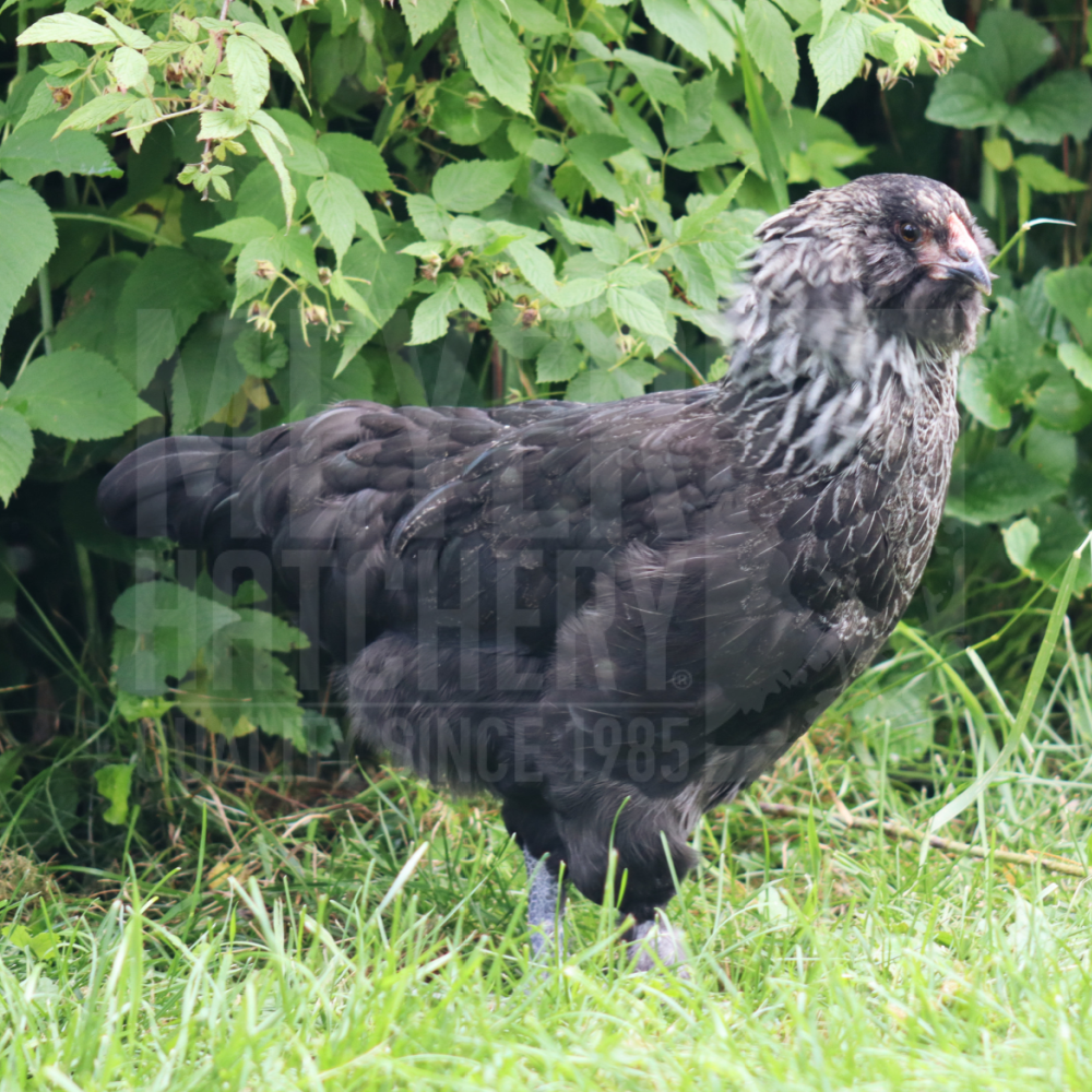 Green Queen Day Old Chicks