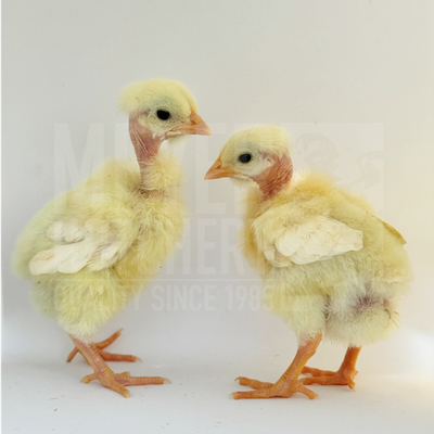 Pioneer Broiler Day Old Chicks, Males Only - Ship Separate