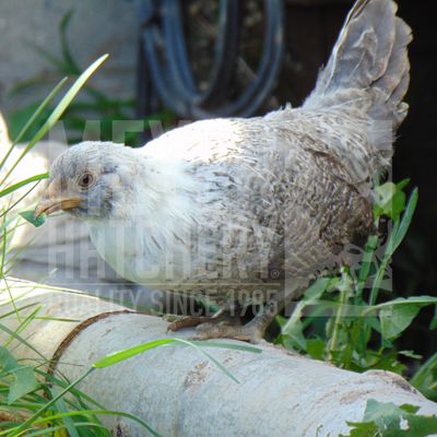Bantam Frizzle (FS) Easter Egger Day Old Chicks