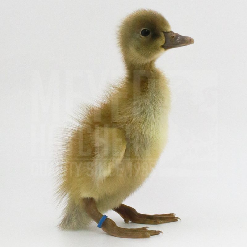 Silver Runner Day Old Ducklings