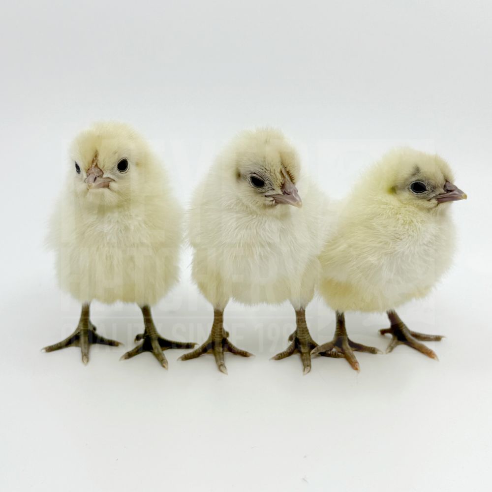 Zombie Chicken Day Old Chicks