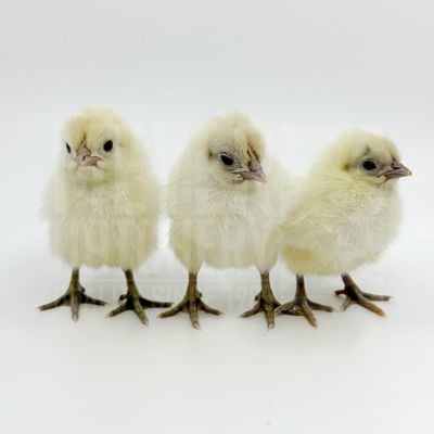 Zombie Chicken Day Old Chicks