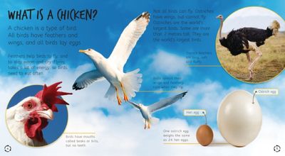 From Egg to Chicken