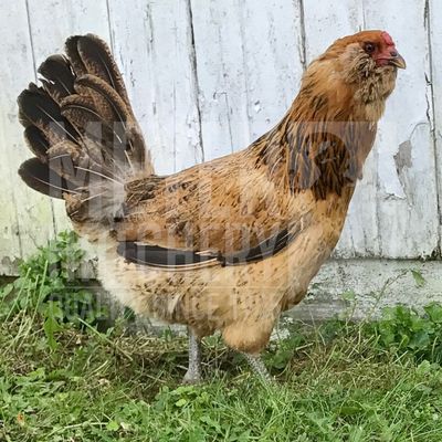 Easter Egger Started Pullet