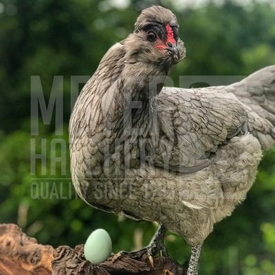 Steele Egger Day Old Chicks