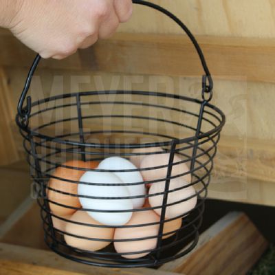 Production Pack Assortment Day Old Chicks