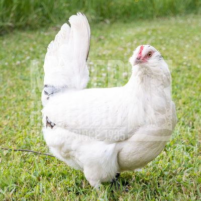 Sapphire Jewel Day Old Chicks