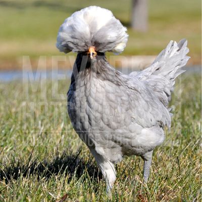 White Crested Blue Polish Day Old Chicks