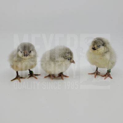 Lavender Ameraucana Day Old Chicks