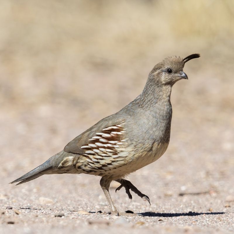 Gambel&#39;s Quail Juvenile Pair