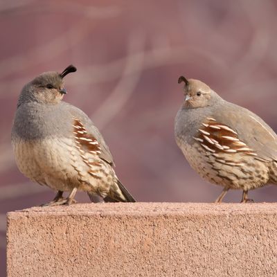Juvenile Quail Package