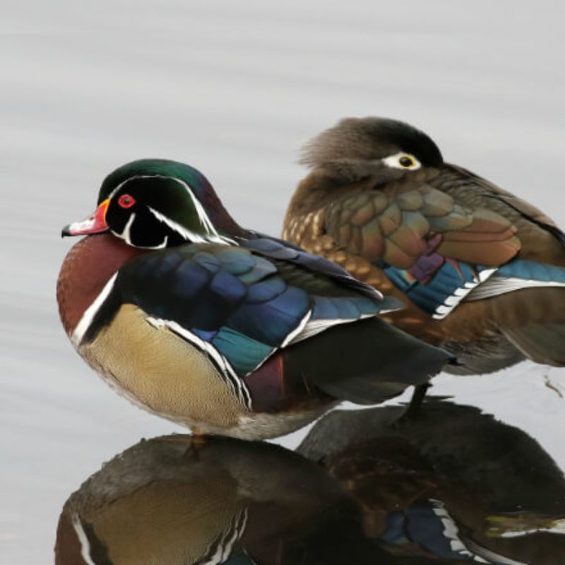 Wood Duck Yearling Pair