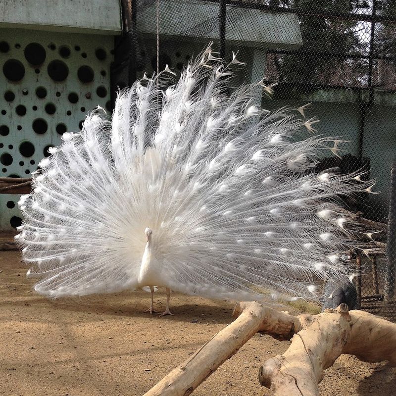 White Peafowl Yearling Pair