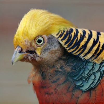 Red Golden Pheasant Adult Pair