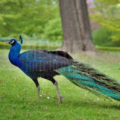 Black Shoulder Peafowl Juvenile Pair