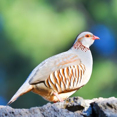 Barbary Partridge Juvenile Pair