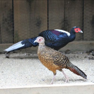Swinhoe Pheasant Adult Pair