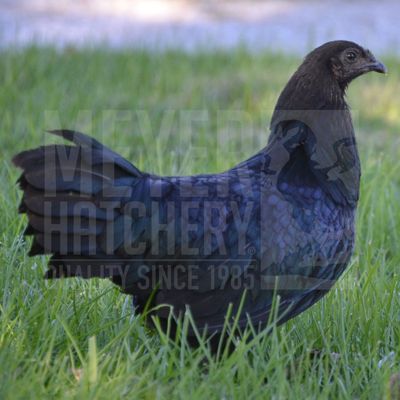 Black Sumatra Day Old Chicks