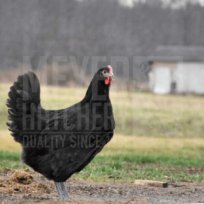 Black Split to Lavender Orpington Day Old Chicks