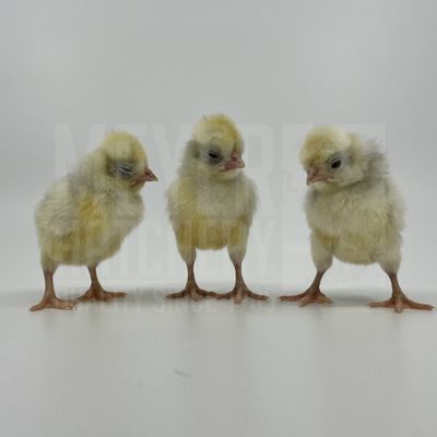 White Crested Splash Polish Day Old Chicks
