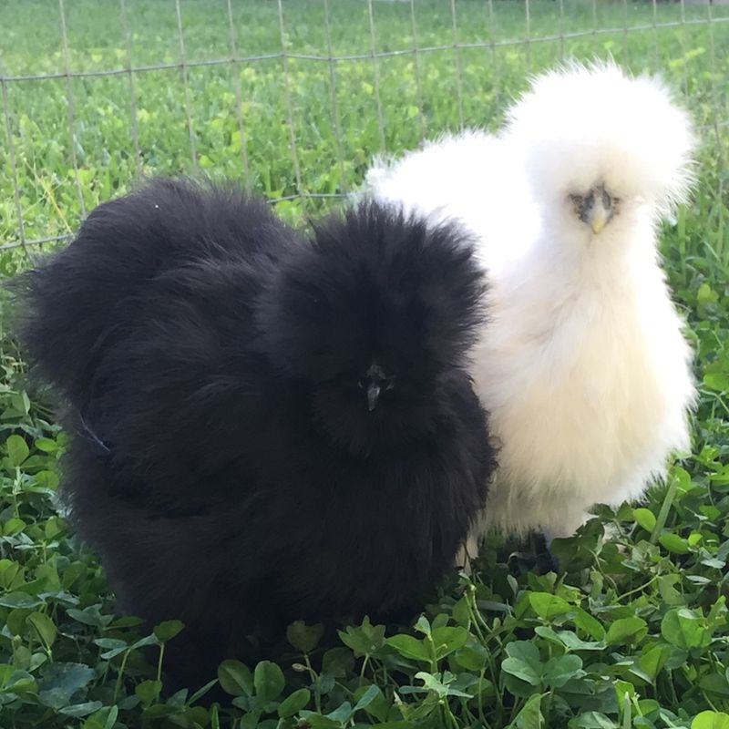 John,Paul&George参加！THE SILKIE Mixed Silkie Bantams- Straight Run | Hoover's Hatchery