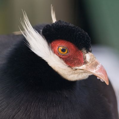 Brown Eared Pheasant Juvenile Pair