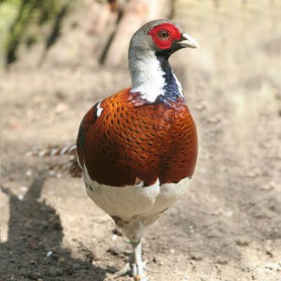 Elliot&#39;s Pheasant Adult Pair