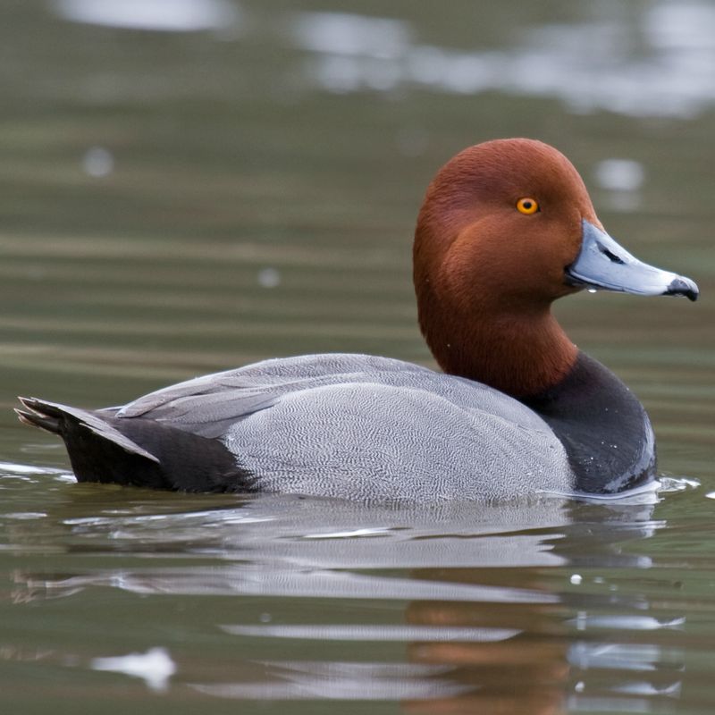 Redhead Duck Juvenile Pair