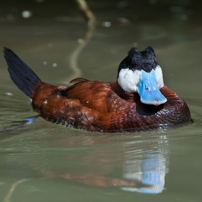 North American Ruddy Duck Juvenile Pair