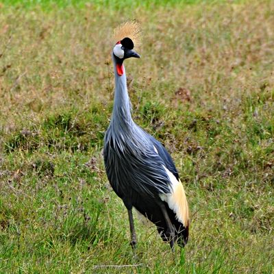 East African Crowned Crane