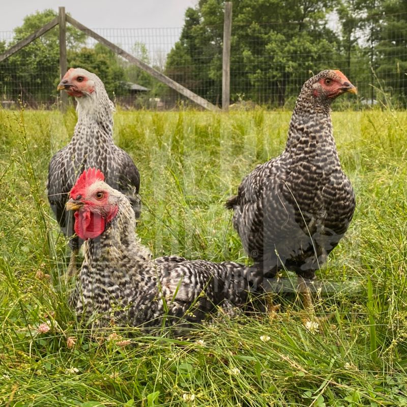 Gray Ranger Broiler Day Old Chicks - Ship Separate