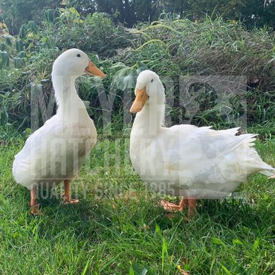 Jumbo Pekin Day Old Ducklings