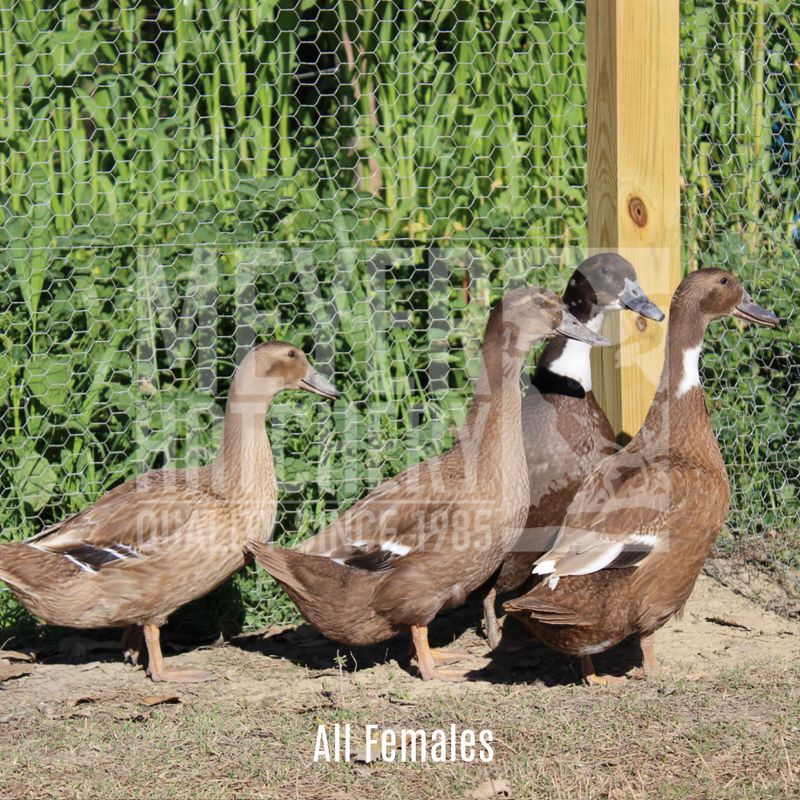 Hatchery Choice Layer Day Old Ducklings