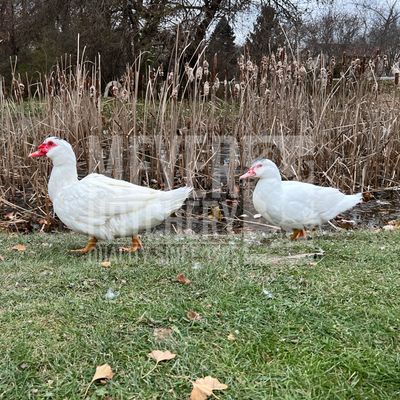 White Muscovy Day Old Ducklings